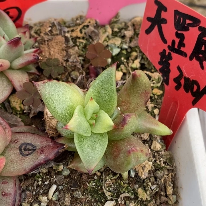 洞**力天罡底座芽带锦B-25.1.22