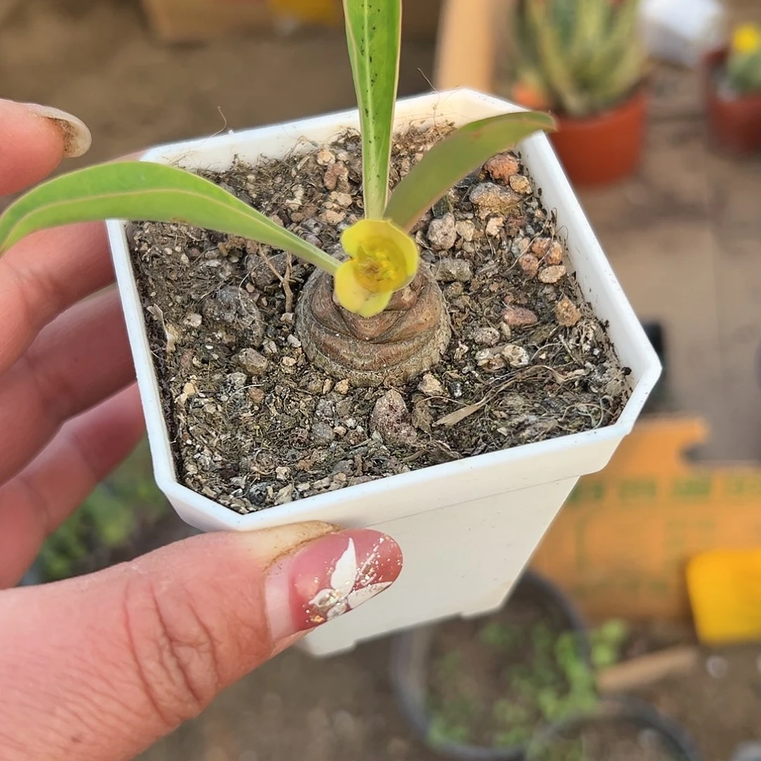 多肉植物铁甲麒麟