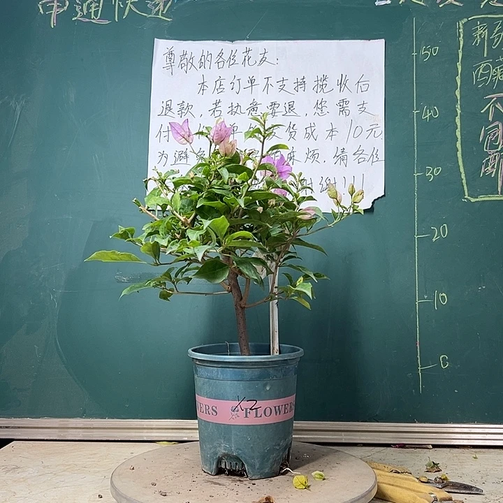 全部花苞 雪紫  861