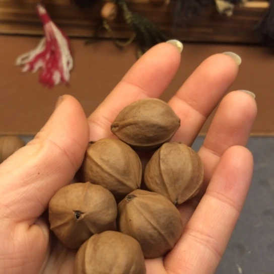 橄榄核手串/手链吴**?2126，8888