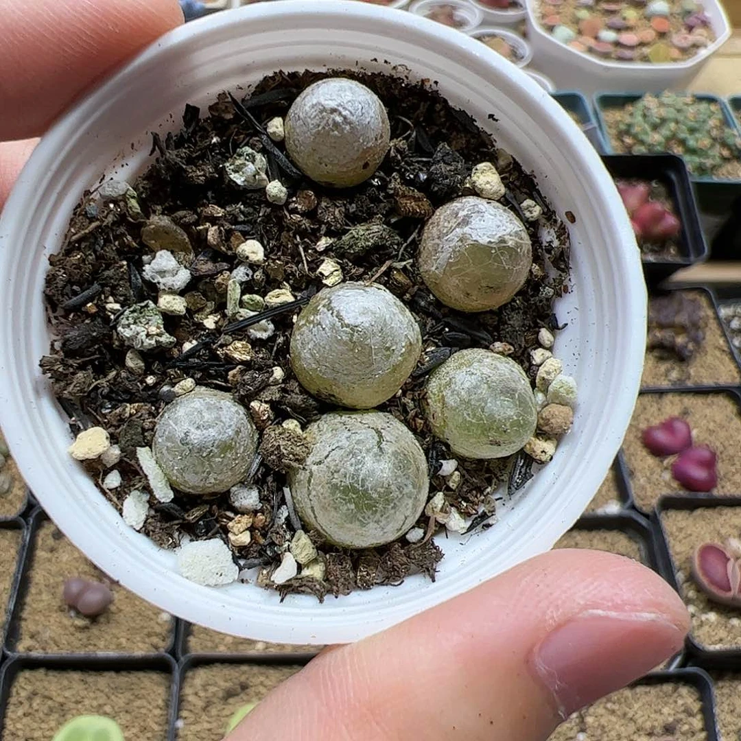 【闪购商品】213   灯泡