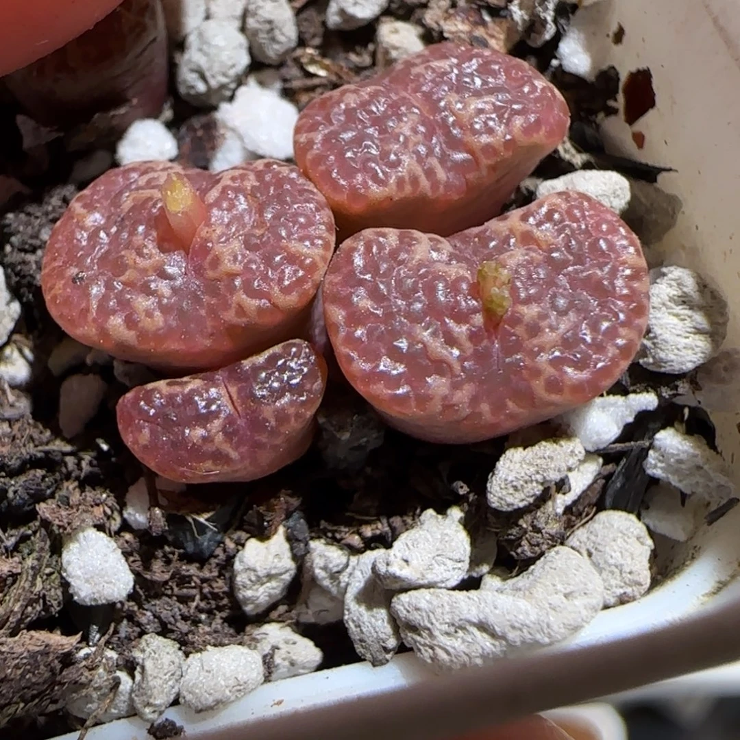 肉锥多肉植物组合-泡泡勋1265