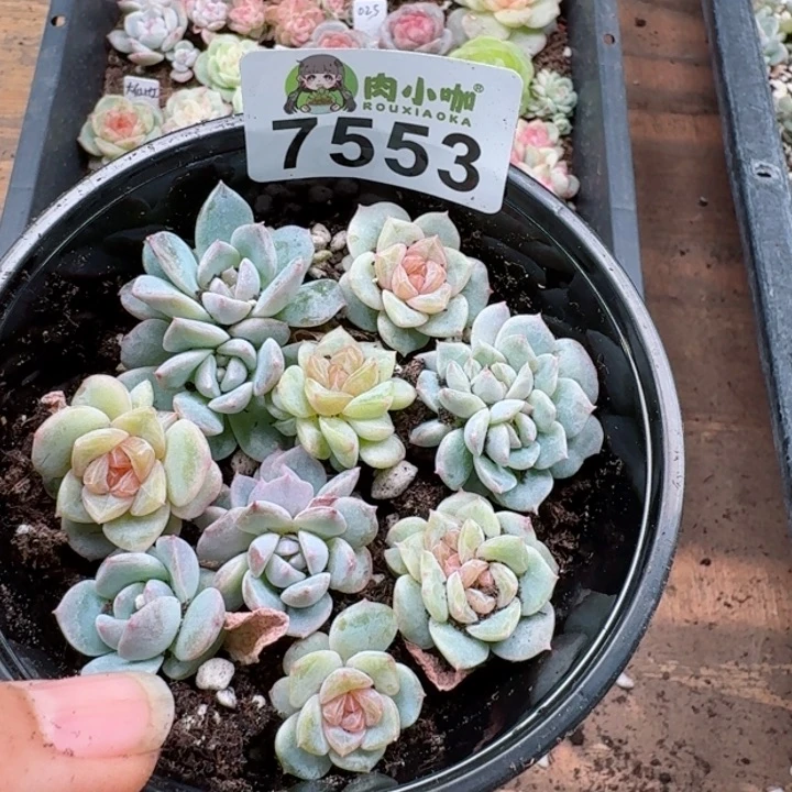 多肉植物多肉植物