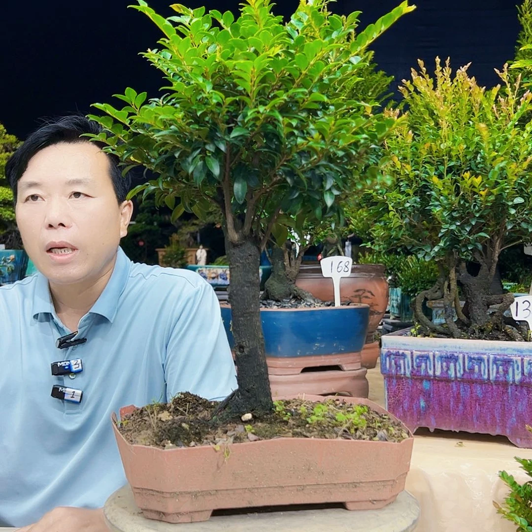 当前无花朵，栽培后可花朵用****5