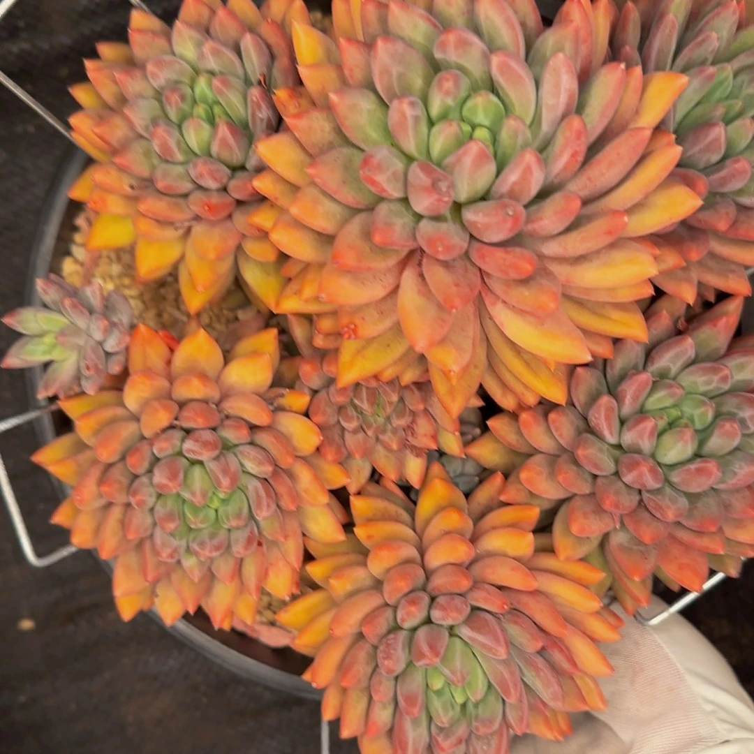 无***芯兔兔小杨小杨小杨小杨呀