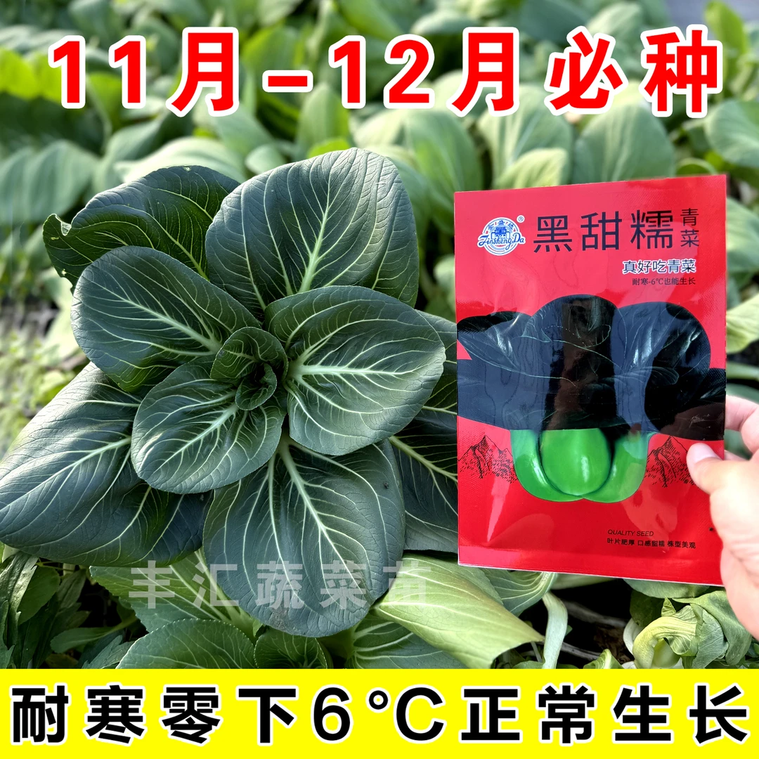 黑甜糯青菜籽种子正品黑叶矮脚苏州青黑大头籽矮菜籽黑叶秋冬耐寒