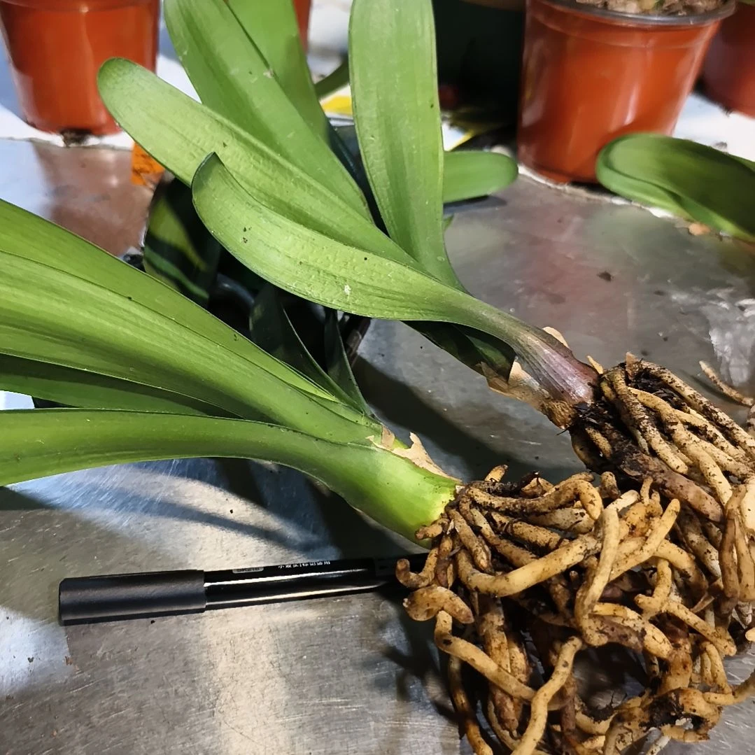 美***花完全开放盲盒小苗两棵