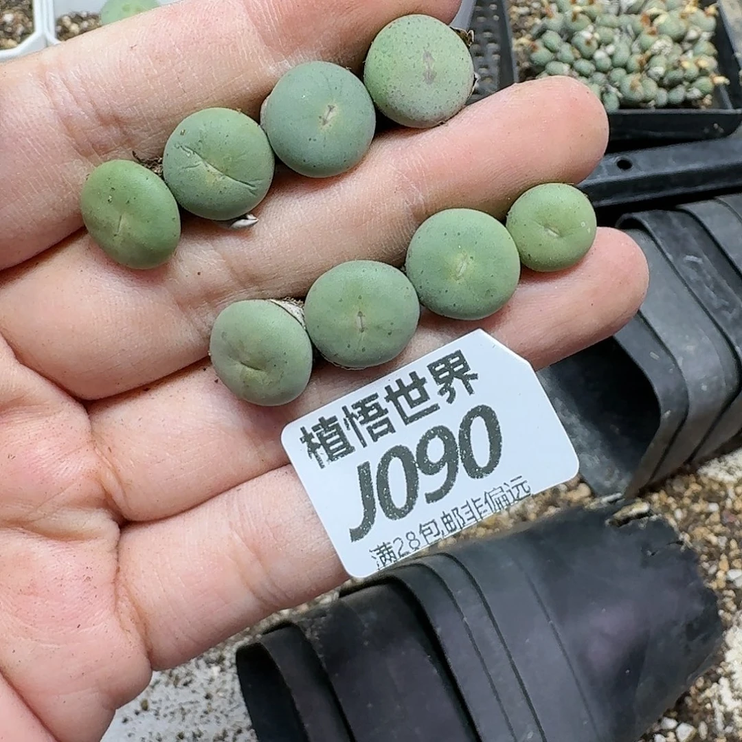 多肉植物的润泽fghj