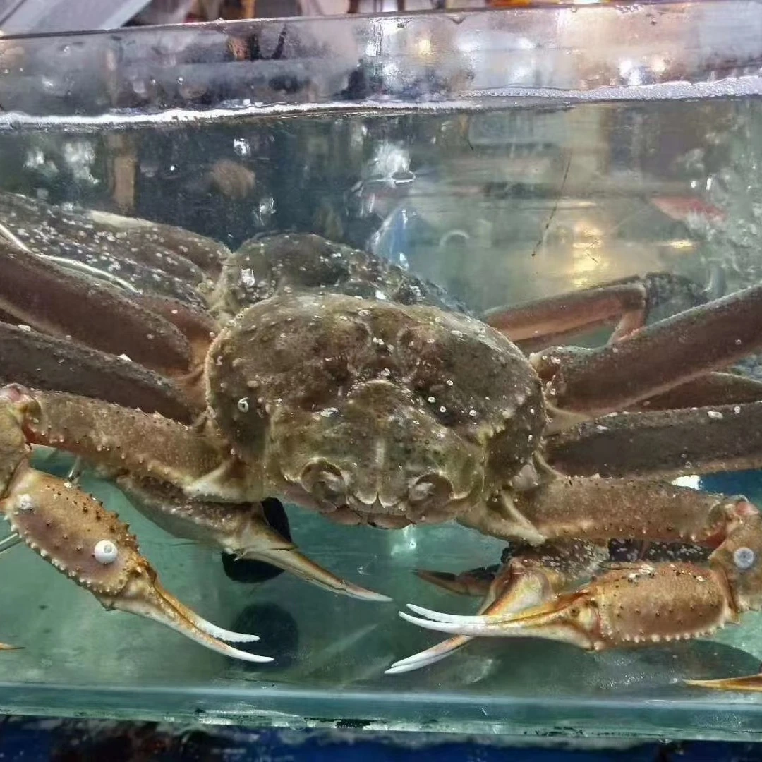 鲜活满肉松叶蟹  到家包活