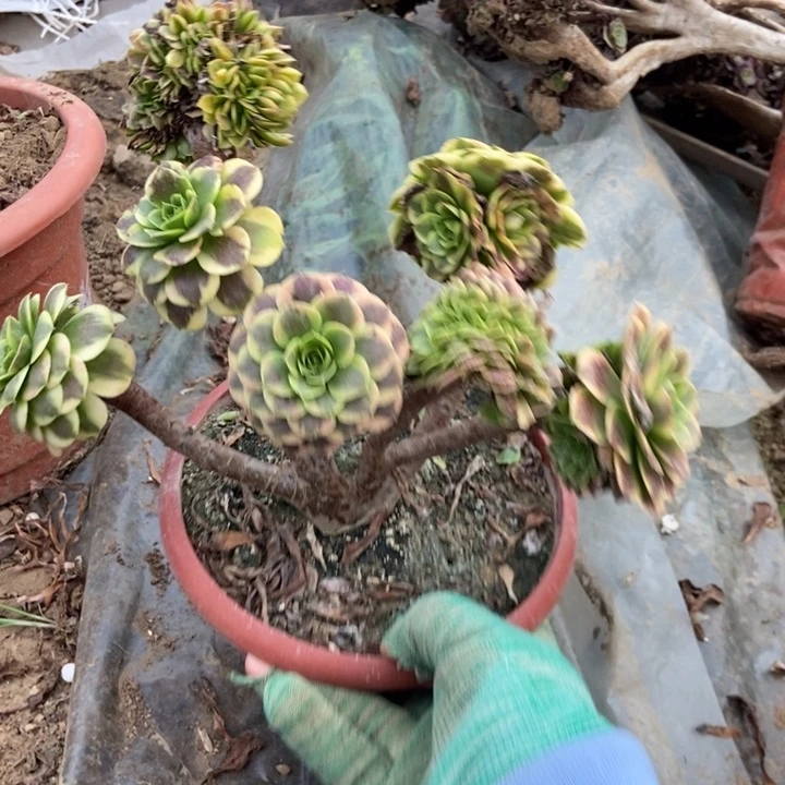 花***院489嘉年华缀化寄养一起发货
