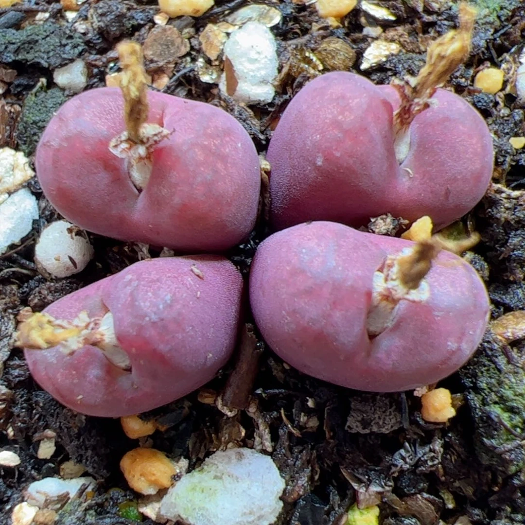 【闪购商品】23 变异