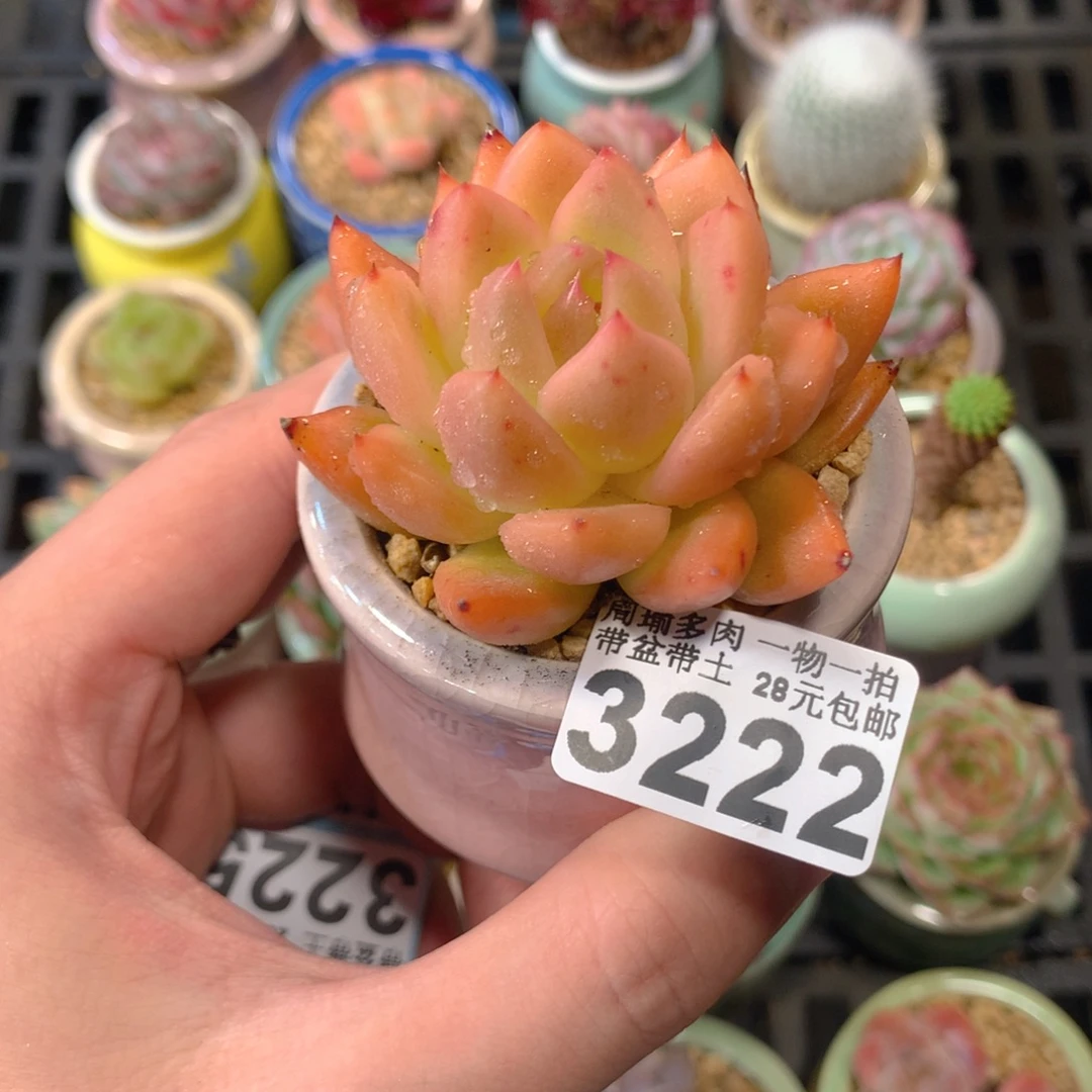 5厘米盆厘米多肉3222