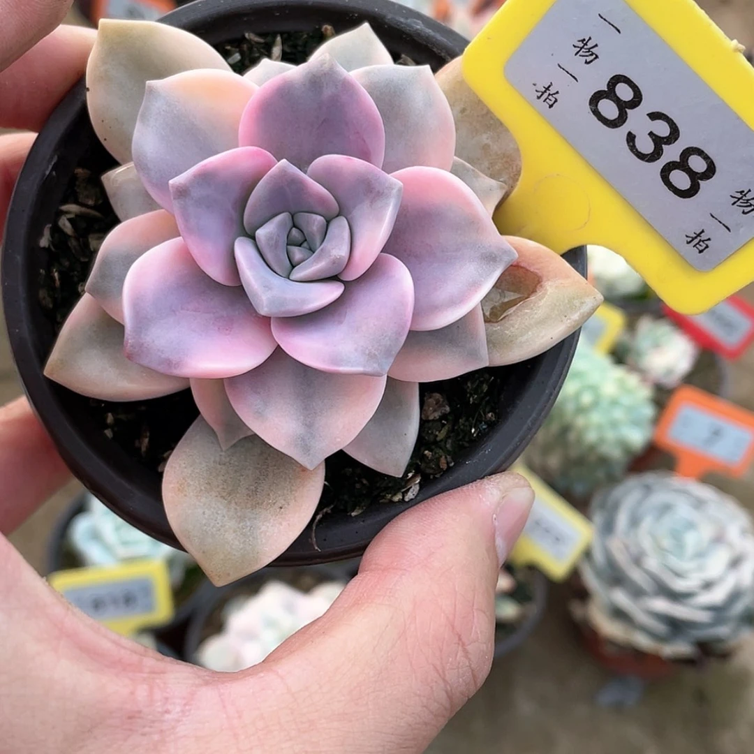 【闪购商品】838号