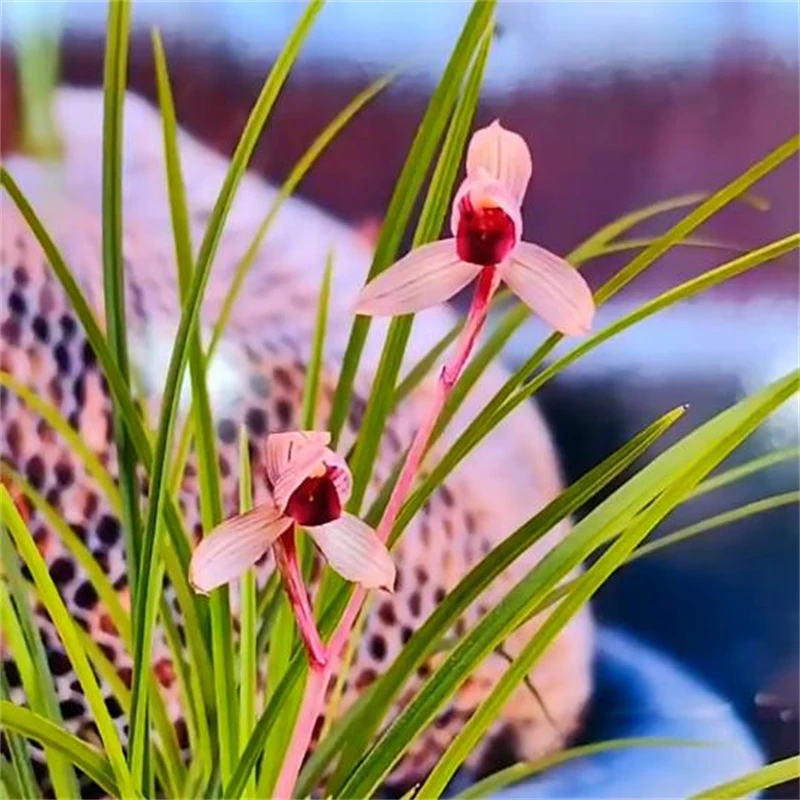 莲瓣兰保山红带花苞浓香兰花苗阳台室内办公桌花卉植物好养原生苗