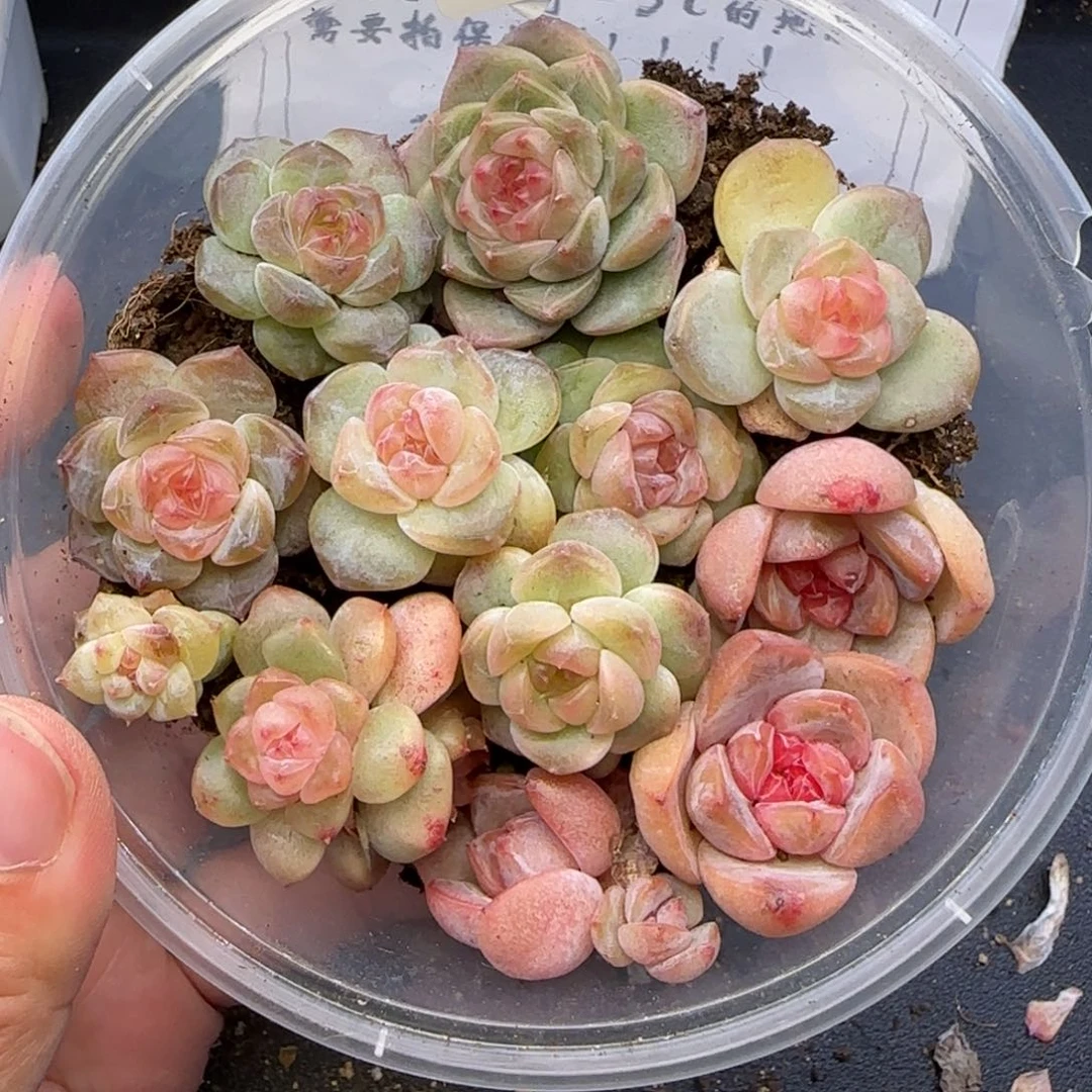 小***帽【满29包邮非偏远】107王者混合