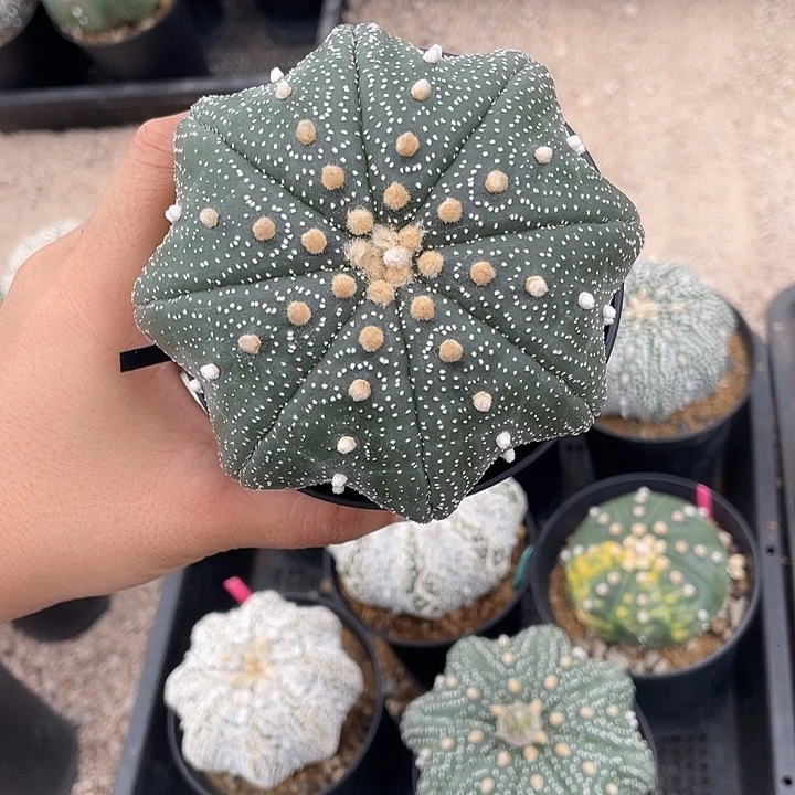 泰奇海星微瑕疵特价不退换