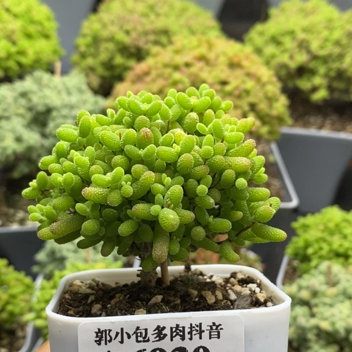 蜜橘糖球6930枝干番杏