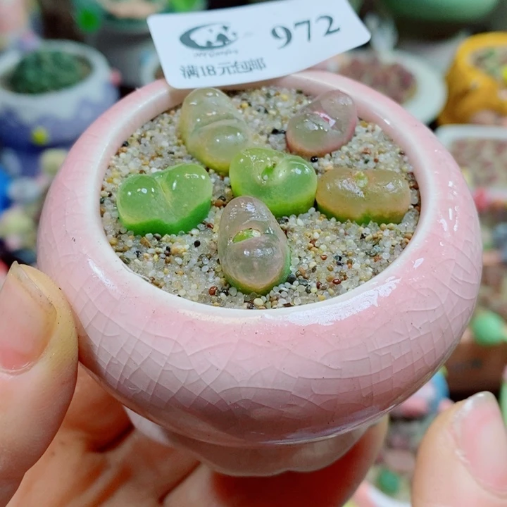 生石花花花花花花972