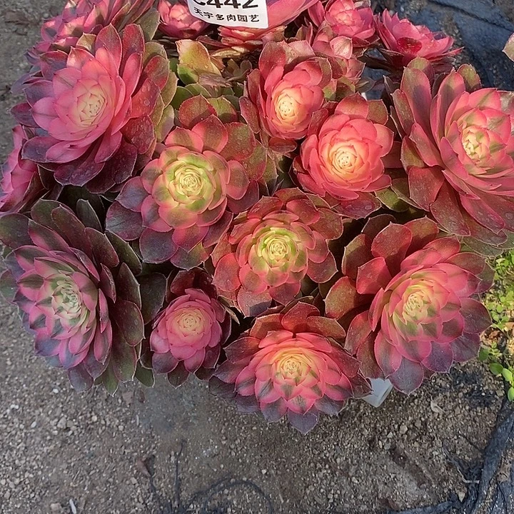 多肉植物荔枝442多肉