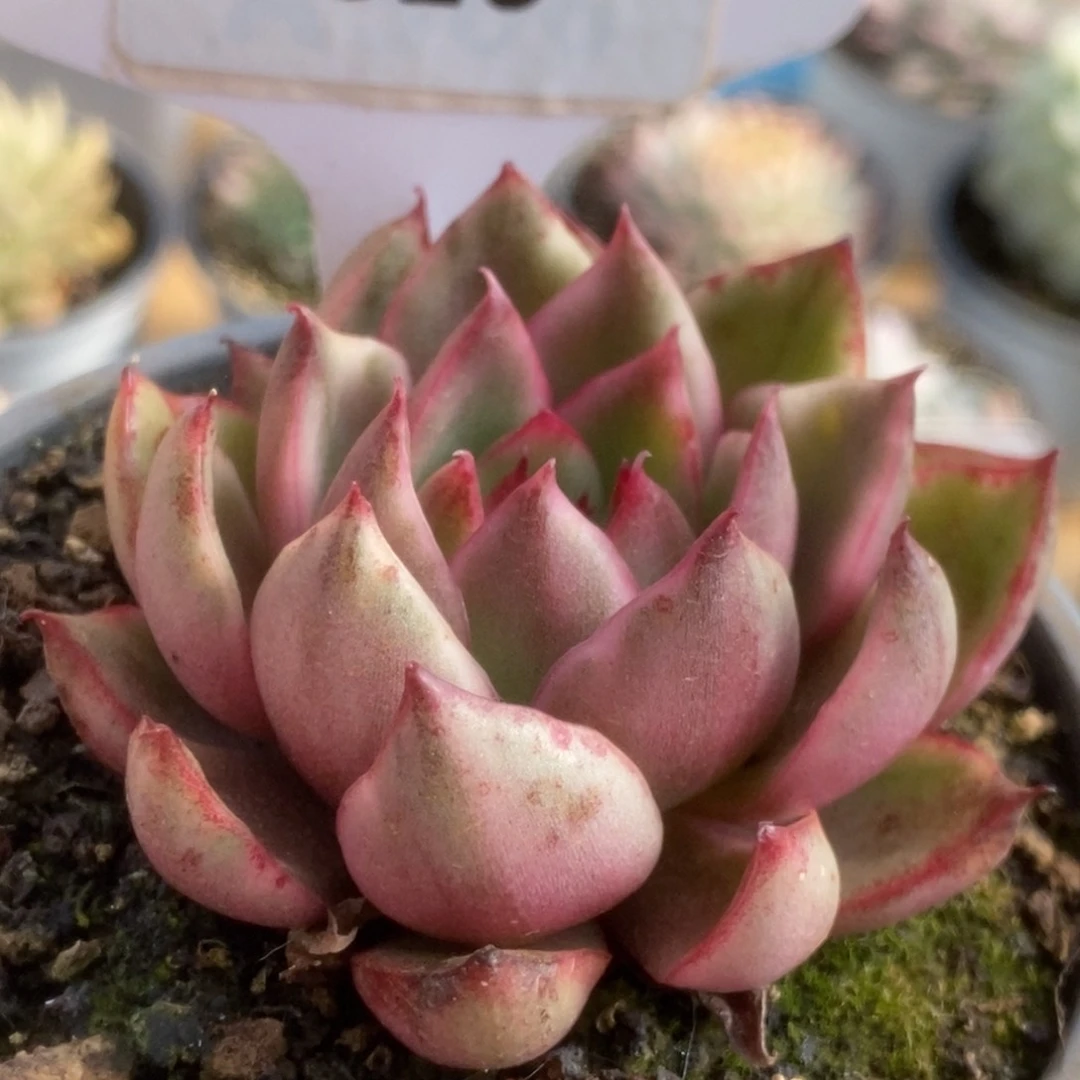 620野马锦锦锦锦锦锦