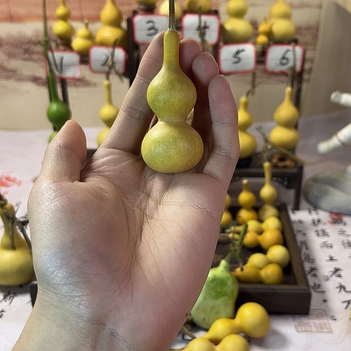 葫芦葫芦葫芦葫芦