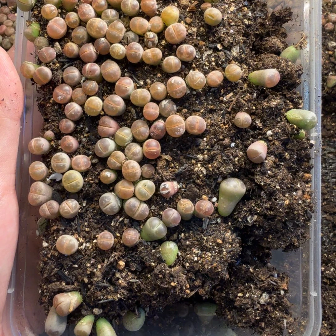 多肉植物的生长发育1