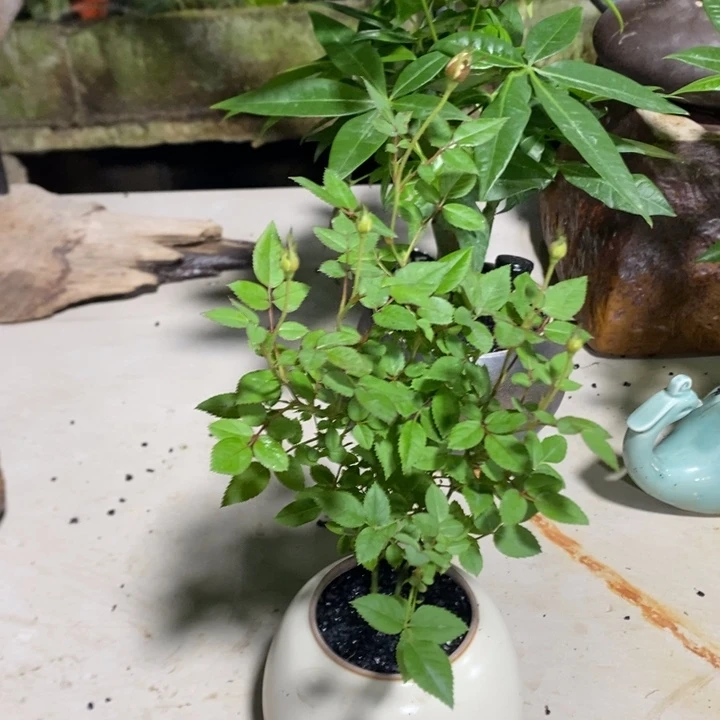 花***疏完全开放一物一拍119