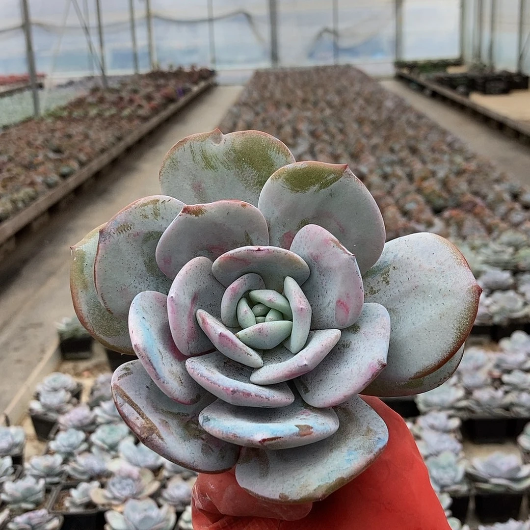 9-4奶茶单头黑方盆随机