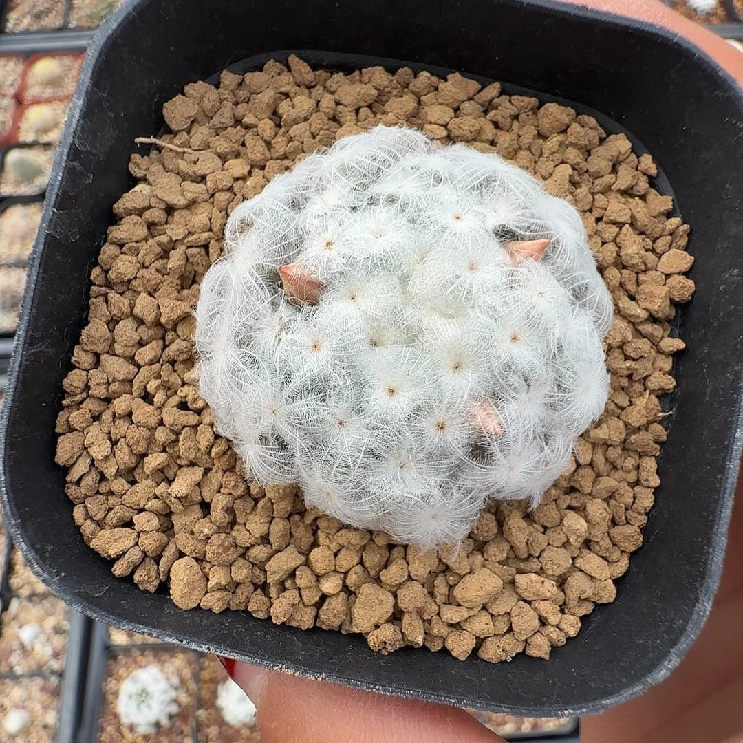安***芩蒲公英白星脱土发货