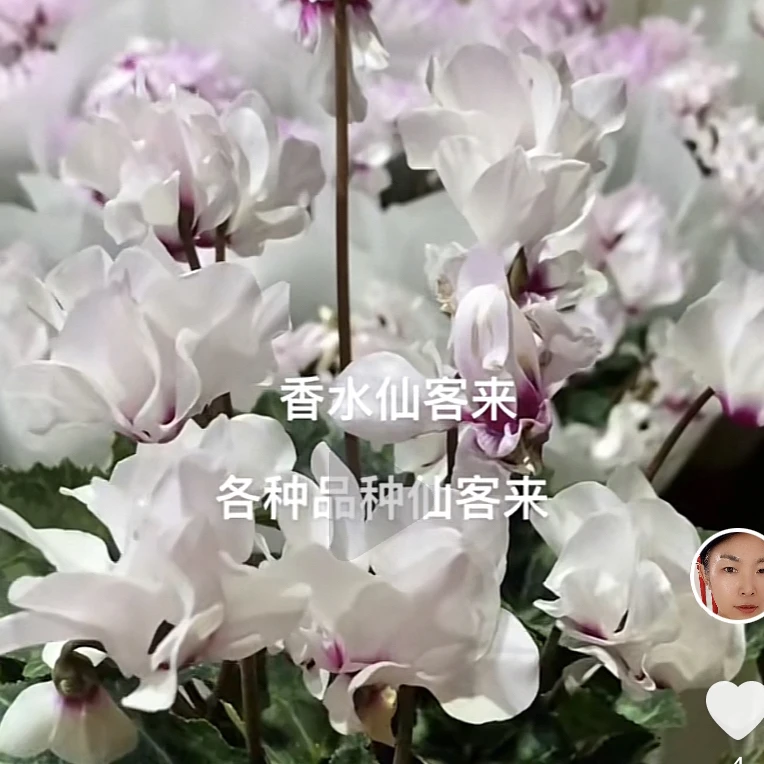 新品粉白色风车仙客来花（120#盆）