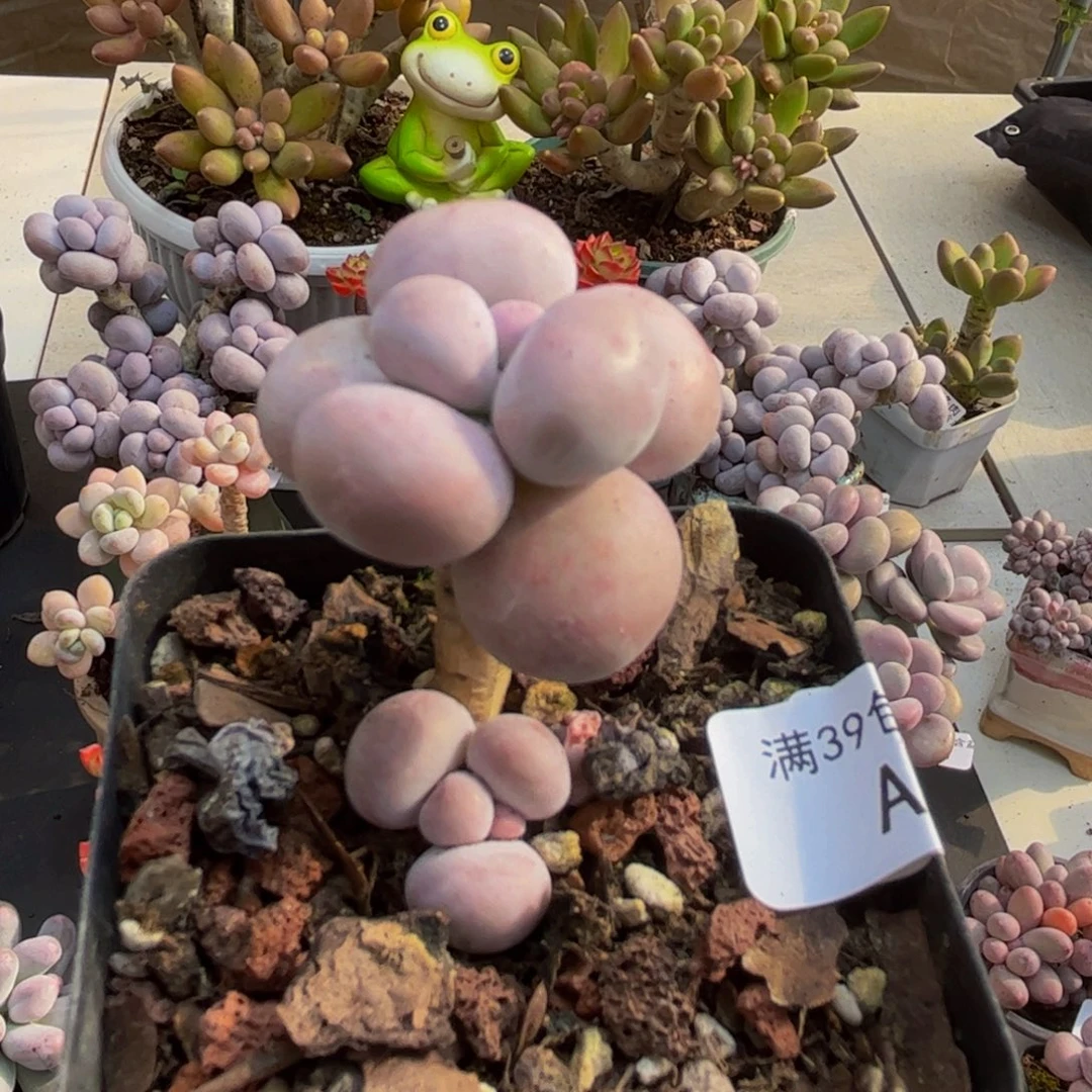 849/3cm芭比奶酪多肉