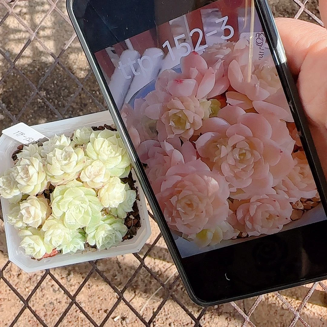 0104-80（ttp-152-3）优选