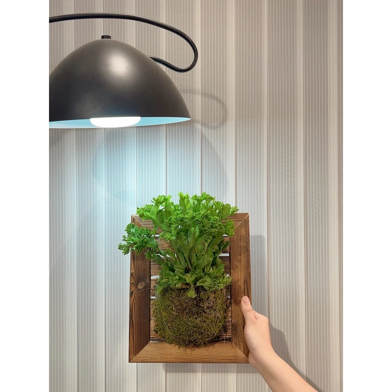 莱斯利鸟巢蕨板植墙面装饰造景植物室内盆栽懒人好养净化空气