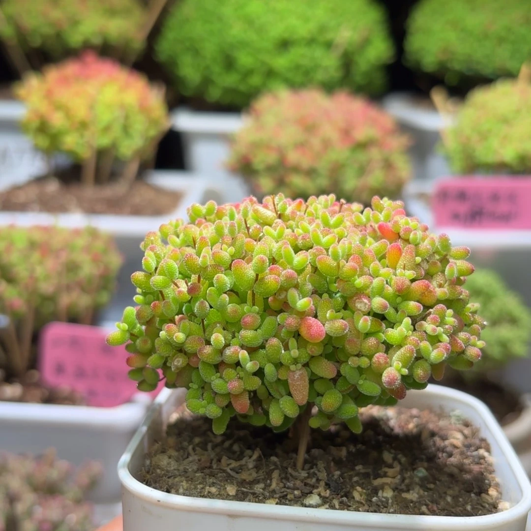 ₍****枝干番杏蜜橘A496