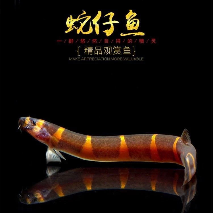 蛇仔鱼苦力鳅热带小型观赏鱼清洁鱼缸粪便吃蛋白虫工具鱼