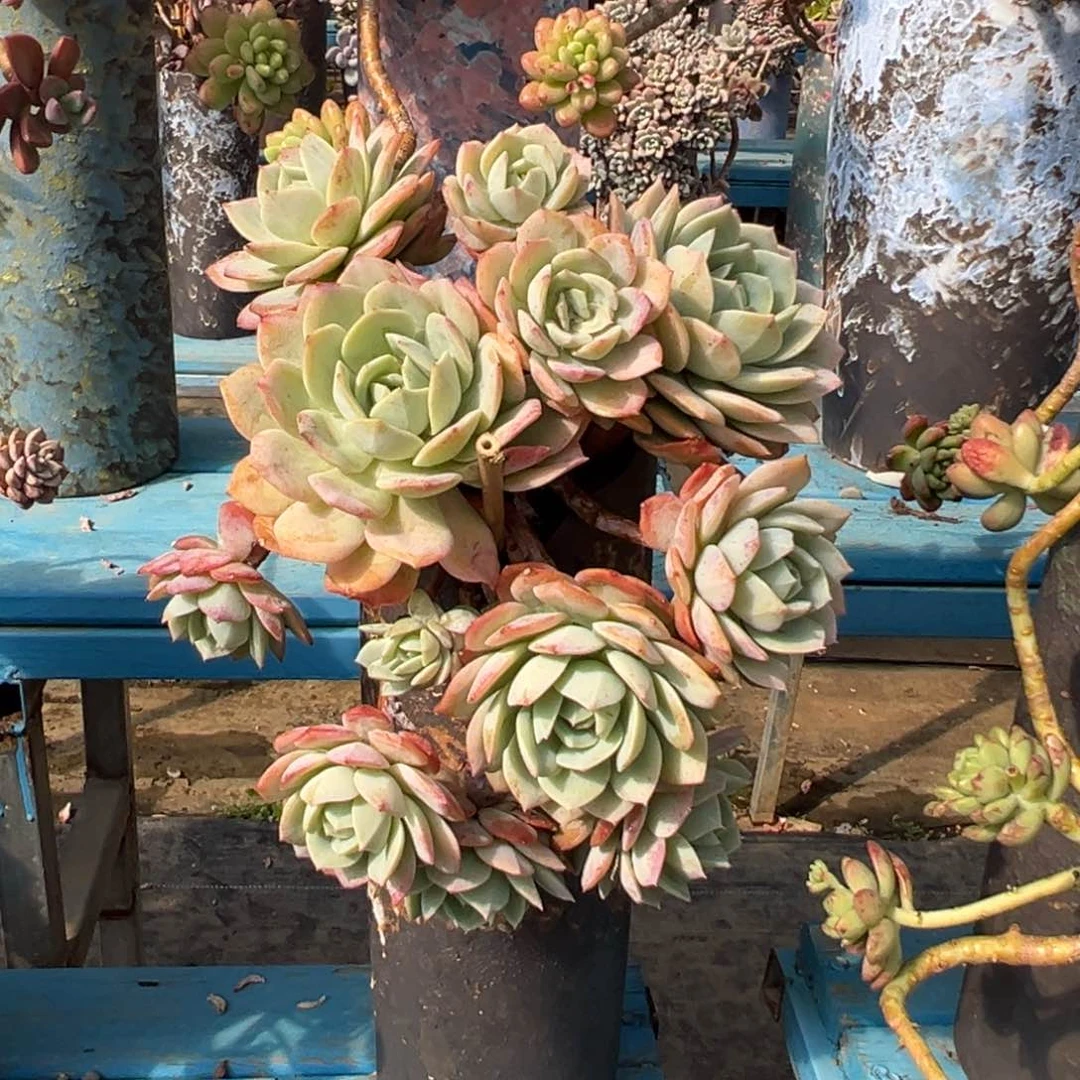 精品念曲妖桩 裸根