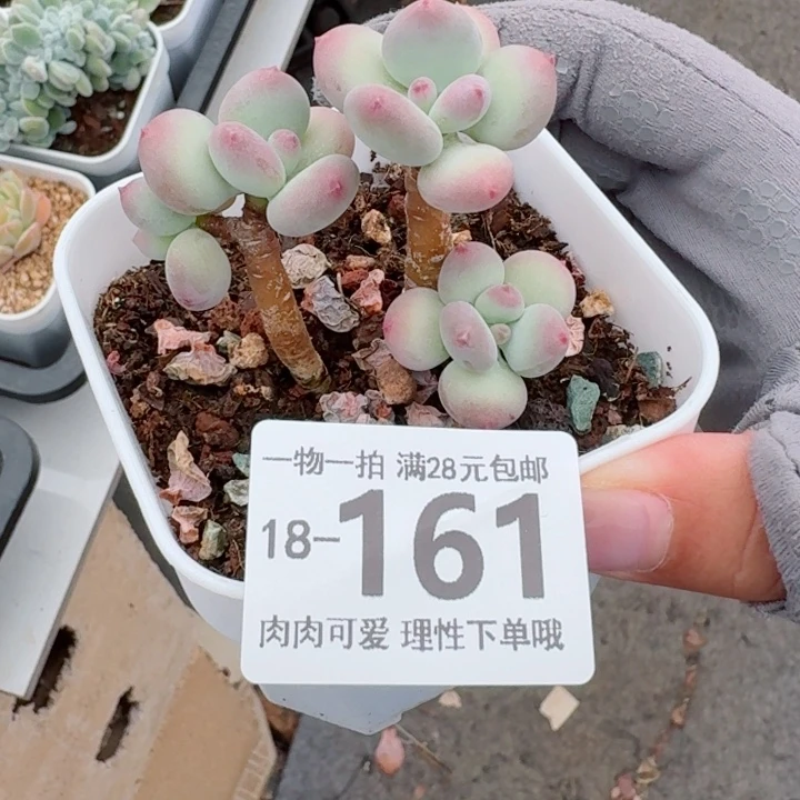 苹果奶多肉无盆土发货多肉多