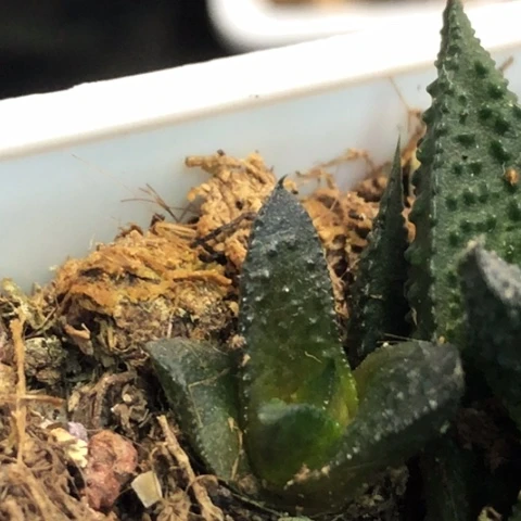 哥斯拉侧牙现砍无根哈哈哈