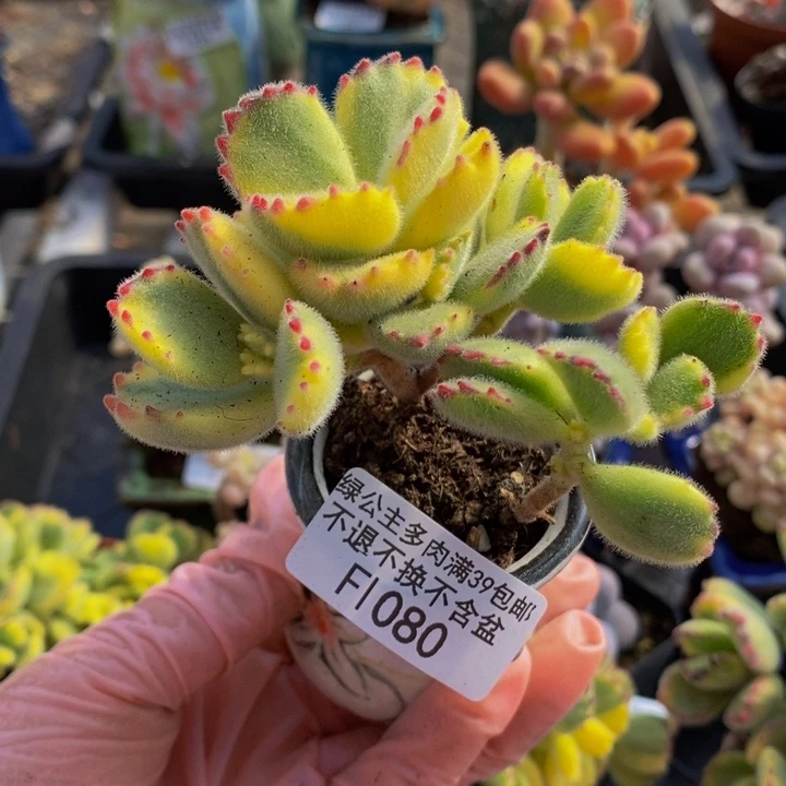 白熊6vm1080多肉植物