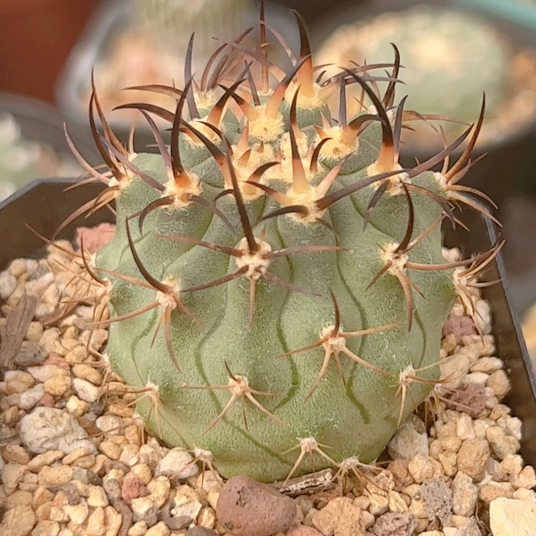 实生 五百津玉仙人球