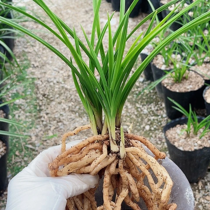 当前无花栽培后可以开花乐*