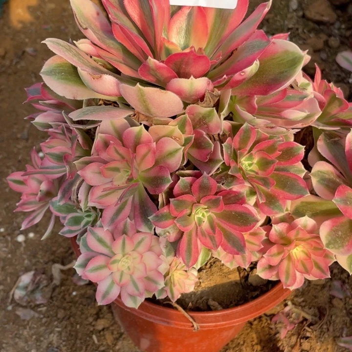 完全开放545多肉植物粉女巫