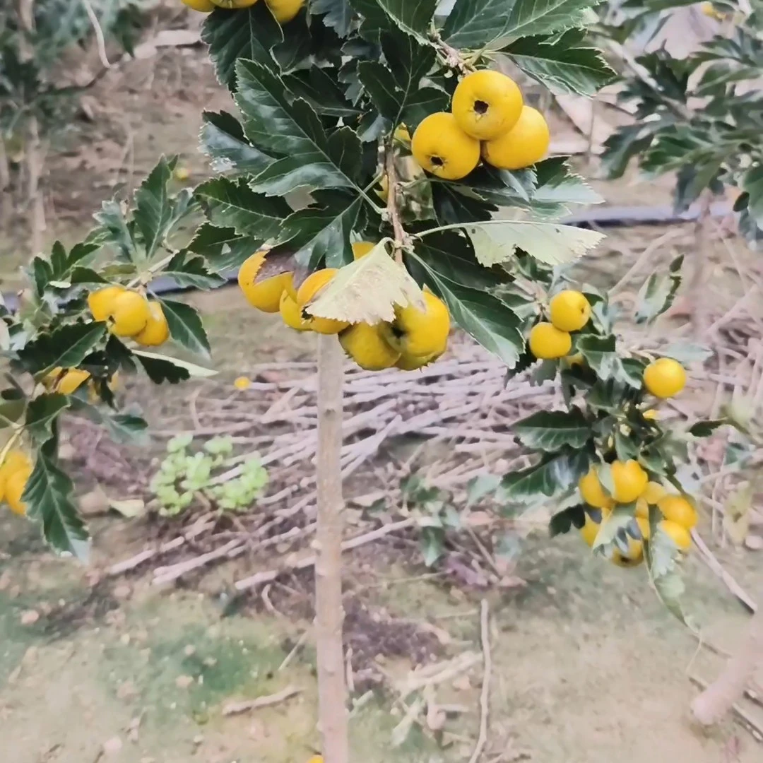 2-5年生黄果山楂苗 带分支当年栽种当年挂果 现起苗现发货