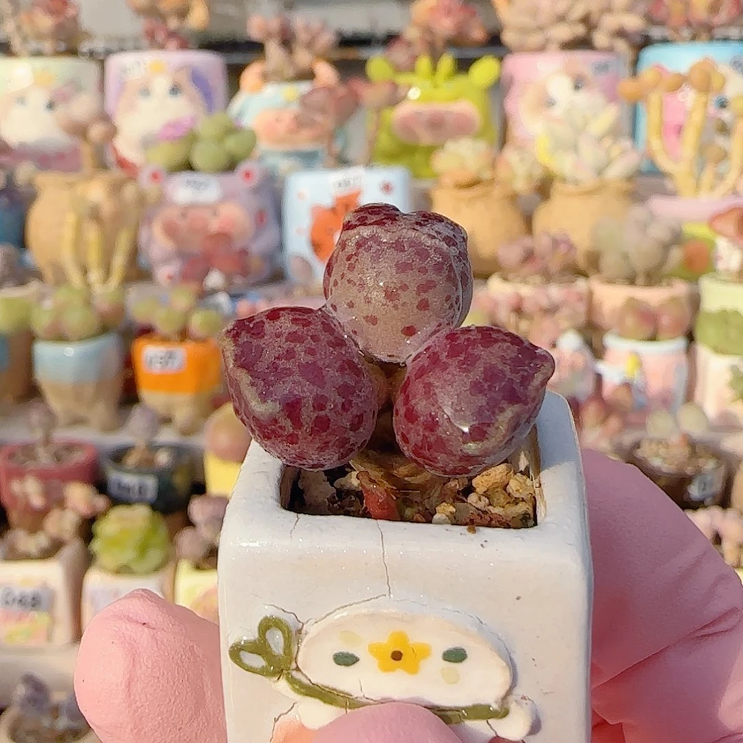 粉丸海豹 盆口2.5cm