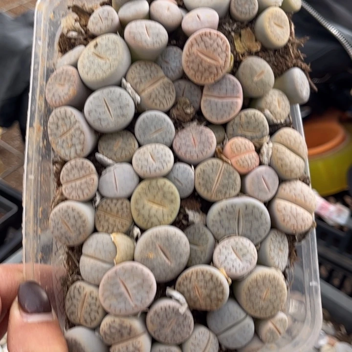 一盒曲8888888888888888