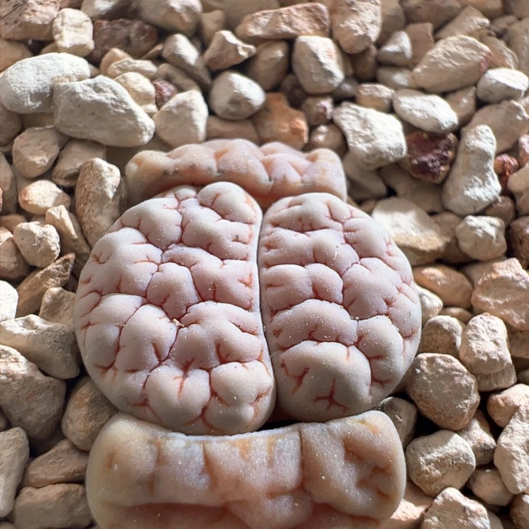 796。青蛙优选189。大肌肉