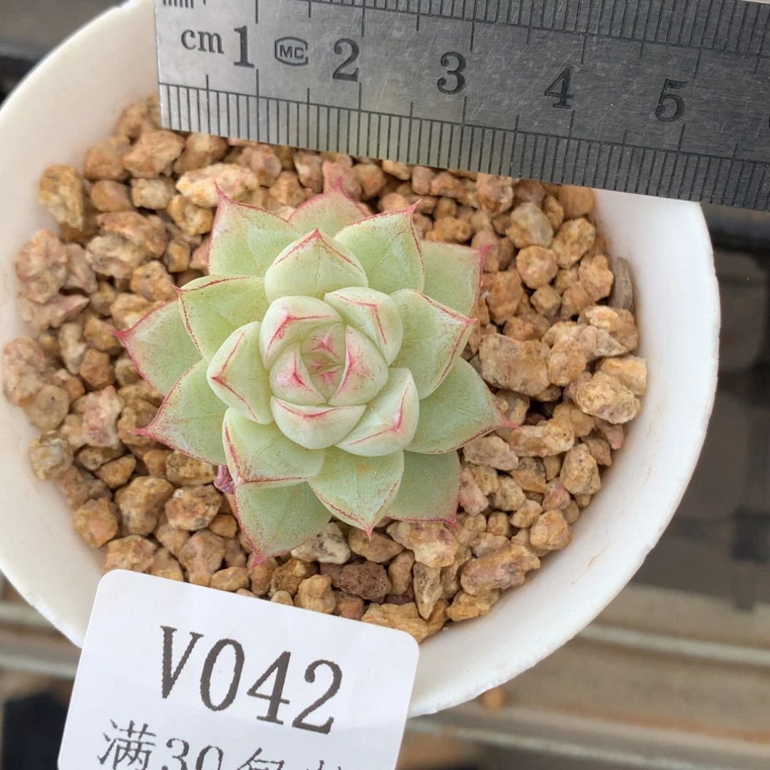 42。优选边线女王。