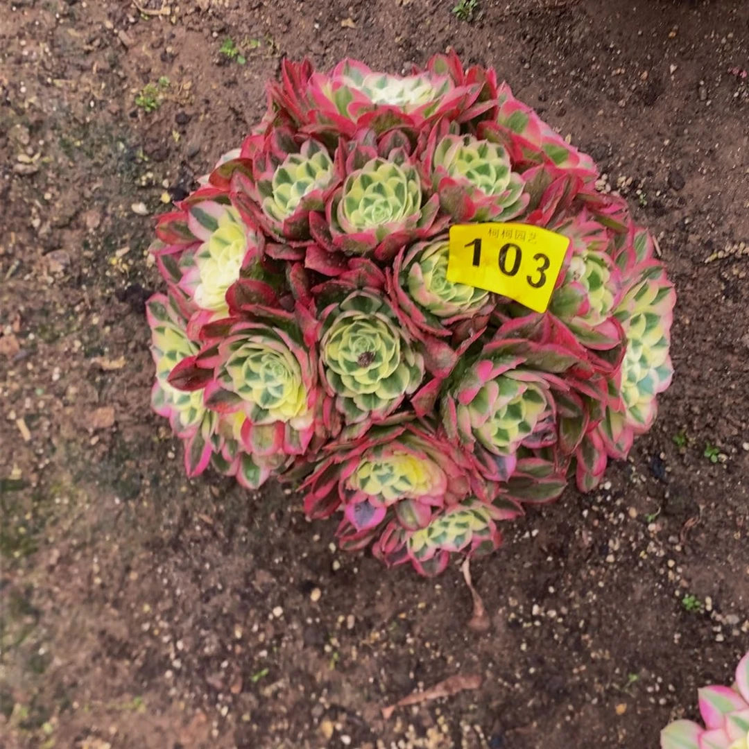 云*飘多肉00010玉芙蓉