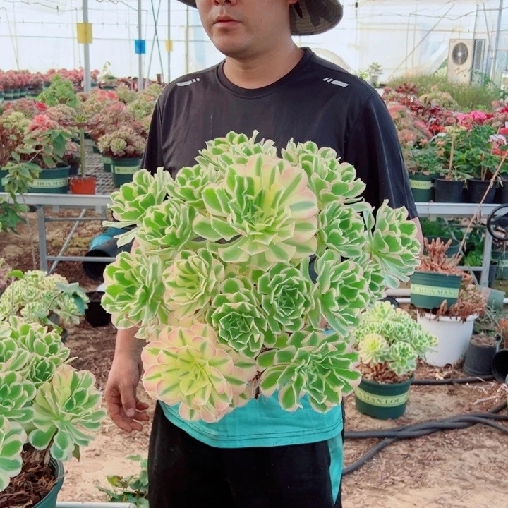 超大颗白凤多肉法师
