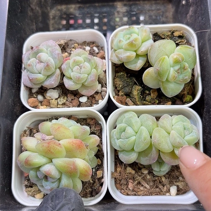 177 号到手1框江北多肉